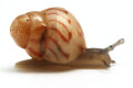 Limicolaria aethiops Tanzania juvenil
